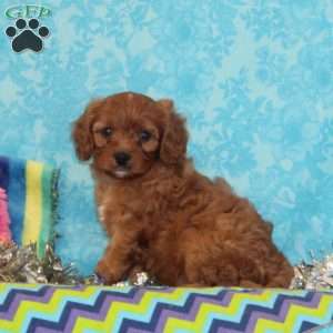 Bobolink, Cavapoo Puppy